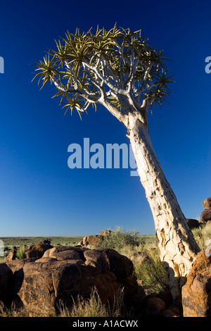 Quiver Tree (Aloe dichotoma), Quiver Tree Forest Garaspark, Keetmanshoop, Namibie, Afrique Banque D'Images
