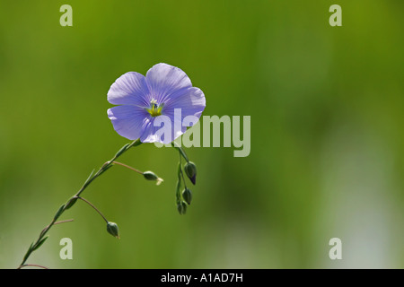 Lin (Linum perenne vivace) Banque D'Images