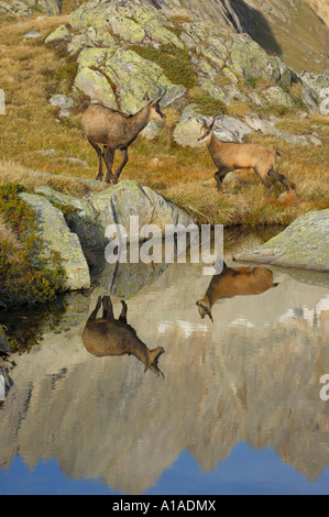 Les jeunes et adultes à chamois (Rupicapra rupicapra) reflète dans un lac de montagne, Grimsel, Berne, Suisse Banque D'Images