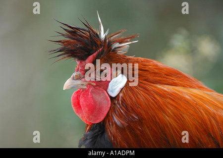 Portrait d'un hen (Gallus gallus domesticus) Banque D'Images