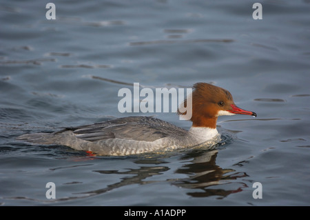 Harle bièvre (Mergus merganser), Zugersee, Zug, Suisse Banque D'Images