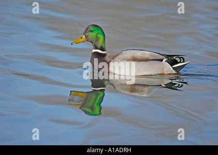 Drake mallard (Anas platyrhynchos) Banque D'Images