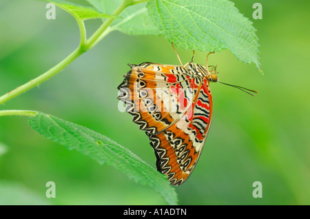 La chrysope (Cethosia biblis rouge) Banque D'Images