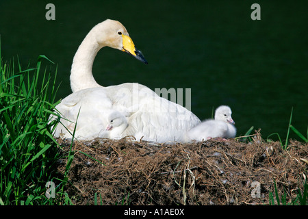 Avec les poussins cygne chanteur (Cygnus cygnus) Banque D'Images