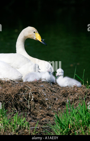 Avec les poussins cygne chanteur (Cygnus cygnus) Banque D'Images