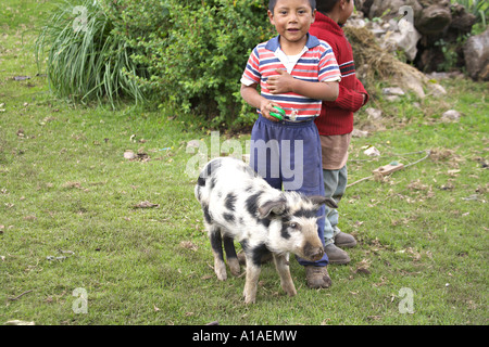 GUATEMALA CAPELLANIA indigènes Mayas avec leurs frères Quiche pig Banque D'Images