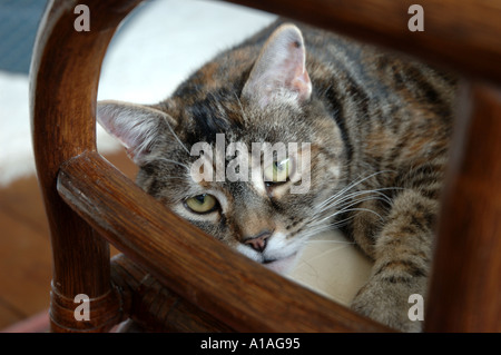 Chat domestique sur un fauteuil en bois Banque D'Images