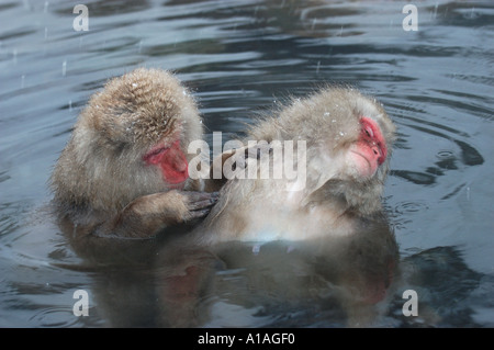 Paire de macaques japonais le toilettage dans Hot spring Nagano Japon Banque D'Images