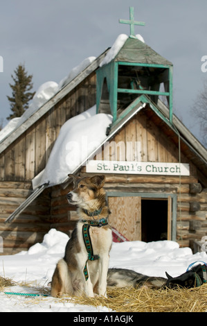 L'ombre de l'Alaska aux États-Unis dans la région de Dog Sled team Jeff King revient au poste de contrôle le long de la rivière Yukon en 2005 Iditarod Banque D'Images