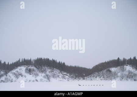 USA Alaska Anvik Musher et l'équipe de chien de traîneau course à travers une tempête de neige le long de la rivière Yukon Banque D'Images