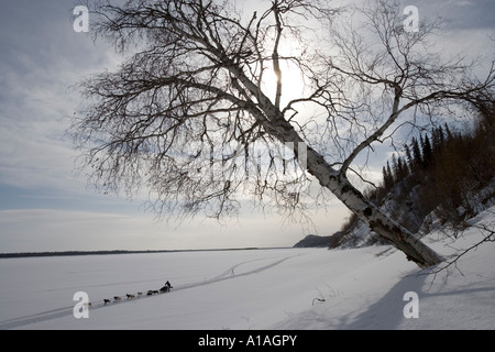 USA Alaska Anvik Musher et chiens de traineaux du bas du fleuve Yukon couvertes de neige passé leaning birch tree le long de rives Banque D'Images