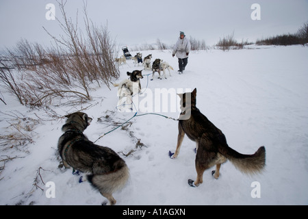 USA Alaska Musher à Unalakleet Melanie Gould mène le long de l'équipe de chien confus en sentier littoral de la mer de Béring approche hills Banque D'Images