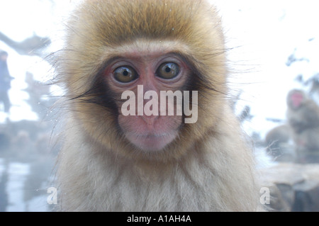 Jeune Macaque japonais close up of face Banque D'Images