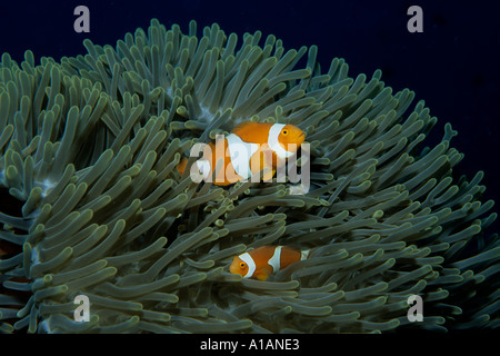 Poisson clown Amphiprion percula Clown Kimbe Bay en Papouasie Nouvelle Guinée, Océan Pacifique Banque D'Images