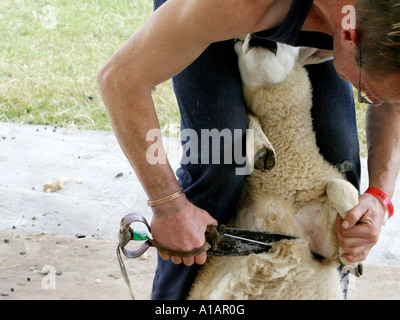 Un mouton à la main à l'aide d'un cisaillement des tondeuses à main. Banque D'Images