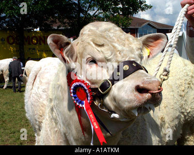 Un charolais étant jugé dans un pays. Banque D'Images