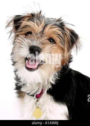 Un petit terrier qui est brun, noir et blanc. Banque D'Images