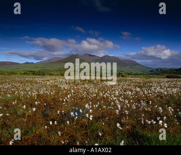 Irlande Le comté de Kerry, Glencar, champ de fleurs botanique beauté dans la nature, Banque D'Images