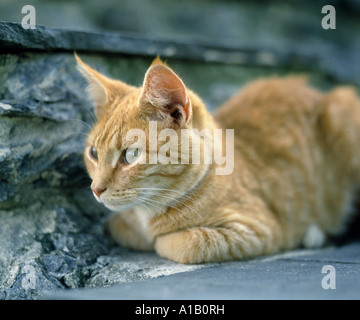 À RAYURES DE TIGRE ORANGE FARM CAT Banque D'Images