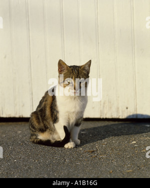 CHAT Banque D'Images