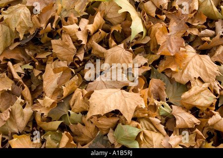 Feuilles d'érable sec Banque D'Images