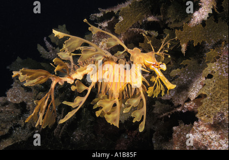 DRAGON DE MER FEUILLU Phycodorus eques Australie du sud de l'océan Pacifique. Photo Copyright Brandon Cole Banque D'Images
