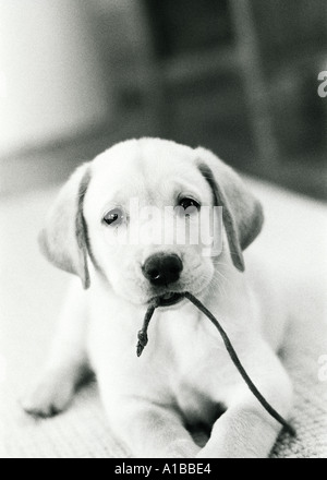 Yellow lab puppy jouant avec une chaussure lace Banque D'Images