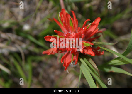 Indian Paintbrush (Castilleja linarieaefolia) pousse dans la toundra des Rocheuses, au Colorado, USA. Banque D'Images