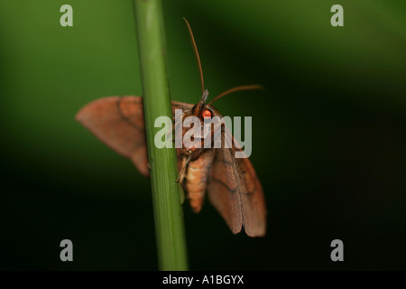 Un papillon nocturne est perché sur une tige dans la forêt tropicale de la Sierra de Los Tuxtlas, Veracruz, Mexique. Banque D'Images