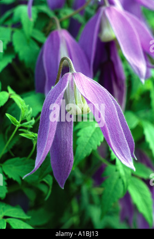 Frances Rivis Clematis alpina Banque D'Images