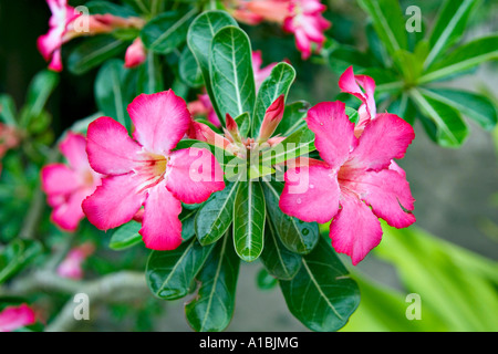Adenium obesum Rose du désert, originaire d'Afrique Banque D'Images