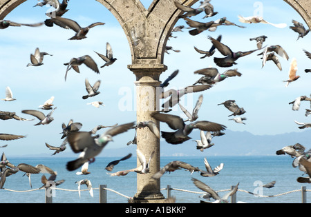 Un énorme troupeau de pigeons voler autour de Los Arcos à Puerto Vallarta Mexique Banque D'Images