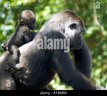 Une femelle gorille silverback avec bébé au dos en captivité Banque D'Images