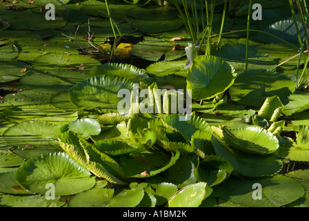 La Barbade Graeme Hall swamp près de St Lawrence plantes nénuphar Banque D'Images