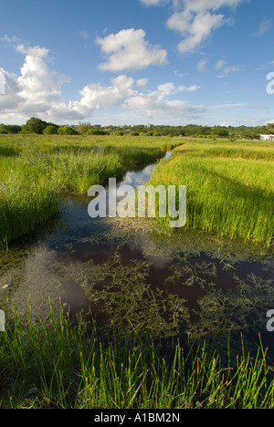 La Barbade Graeme Hall swamp près de St Lawrence roselières avec des canaux pour couper l'accès à travers d'acres de terres inondées Banque D'Images