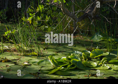 La Barbade Graeme Hall swamp près de St Lawrence plantes nénuphar Banque D'Images