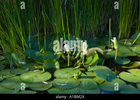 La Barbade Graeme Hall swamp près de St Lawrence plantes nénuphar Banque D'Images