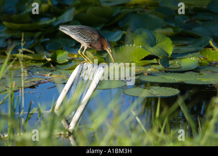 La Barbade Graeme Hall swamp près de St Lawrence kingfisher sur vieille chaise dans l'eau Banque D'Images