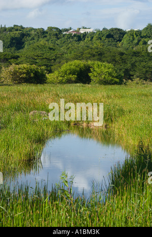 La Barbade Graeme Hall swamp près de St Lawrence roselières avec des canaux pour couper l'accès à travers d'acres de terres inondées Banque D'Images