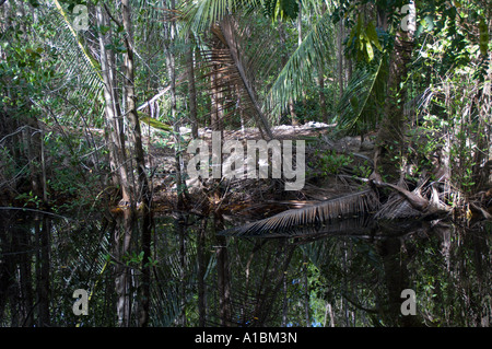 La Barbade Graeme Hall swamp près de St Lawrence au bord de la mangrove Banque D'Images