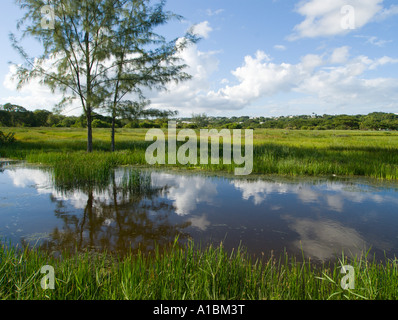 La Barbade Graeme Hall swamp près de St Lawrence roselières avec des canaux pour couper l'accès à travers d'acres de terres inondées Banque D'Images