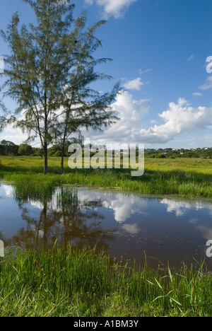 La Barbade Graeme Hall swamp près de St Lawrence roselières avec des canaux pour couper l'accès à travers d'acres de terres inondées Banque D'Images