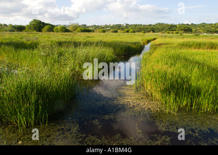 La Barbade Graeme Hall swamp près de St Lawrence roselières avec des canaux pour couper l'accès à travers d'acres de terres inondées Banque D'Images