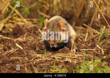 Hamster commun à ventre noir - hamster / grignotage Cricetus cricetus Banque D'Images