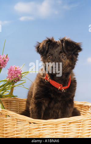 Hal breed puppy - dans le panier - en face de ciel bleu Banque D'Images