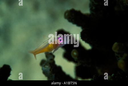 Gobie Bryaninops natans planant Redeye Busuanga Philippines Banque D'Images