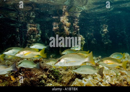 Lutjanus jocu vivaneaux chien sous les racines de mangrove Cay Tabac Belize Banque D'Images