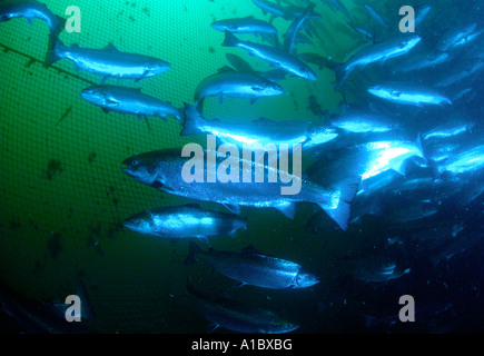 Vues sous-marines de saumons atlantiques d'élevage en cages d'élevage de saumon sur la côte ouest de l'Irlande Banque D'Images