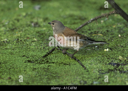 Acanthis cannabina Linnet perché sur twig au-dessus de l'eau mauvaises herbes canard Banque D'Images