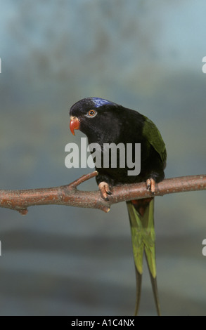 Stellas Lorikeet Charmosyna papou papou ou mâle Phase Noir Nouvelle Guinée Banque D'Images